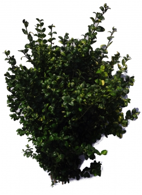 Buxus gelb/grün