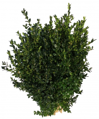 Buxus grün