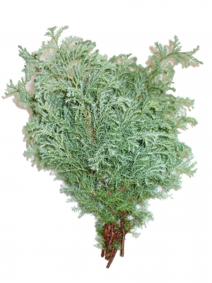 Squarrosa