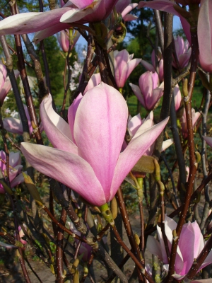 Magnolien - Magnolienzweige 100-120