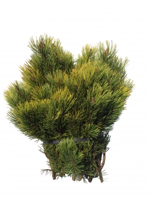 Pinus Wintergold