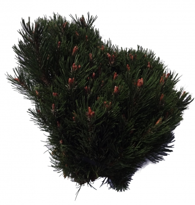 Pinus mugo grün
