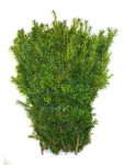 Taxus Overeynderi