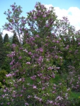 Magnolia kurz 30-50
