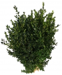 Buxus grün