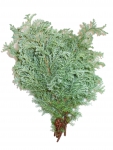 Squarrosa