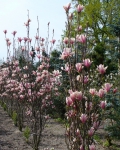 Magnolia 60-80