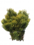 Pinus Wintergold