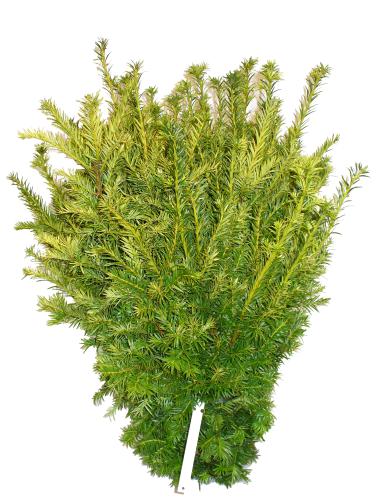 Taxus Semperaurea