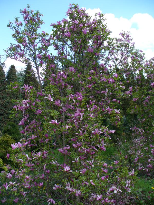 Magnolia 80-120