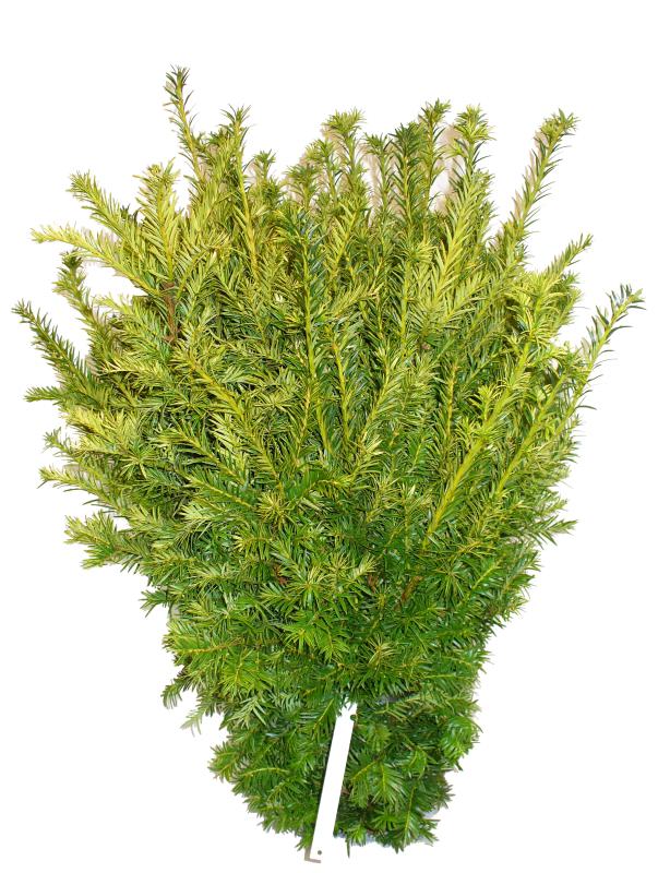 Taxus Semperaurea